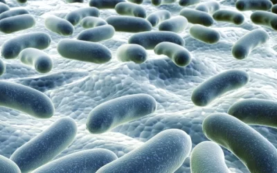 Infecciones bacterianas comunes en Fibrosis Quística