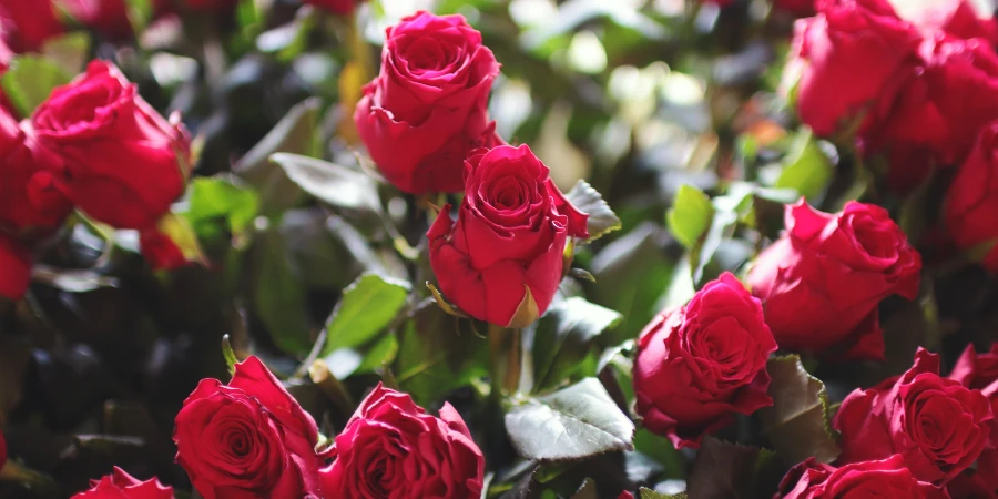 ¿Cuál es la relación entre la Fibrosis Quística y 65 rosas?
